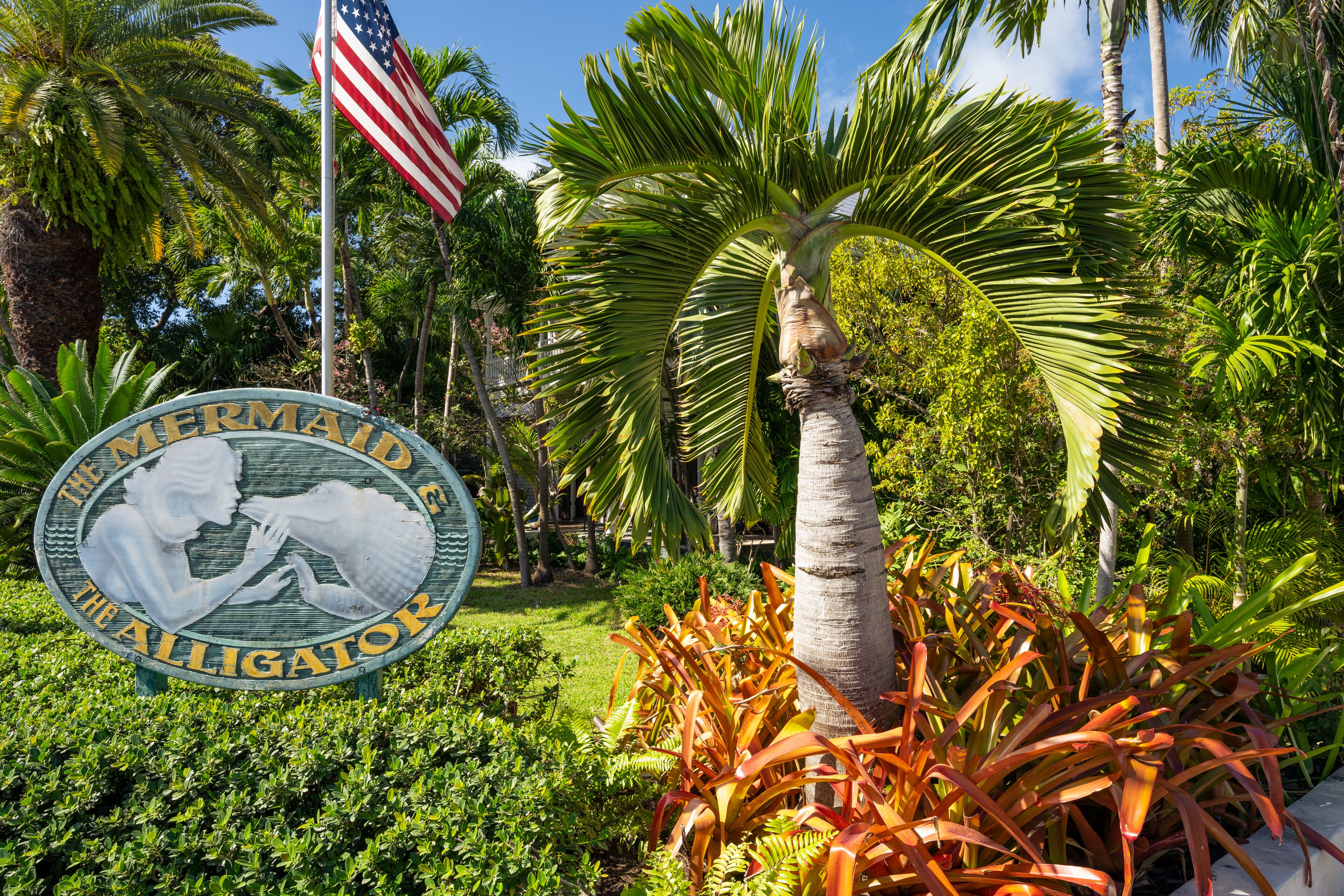 Photo - The Mermaid & The Alligator