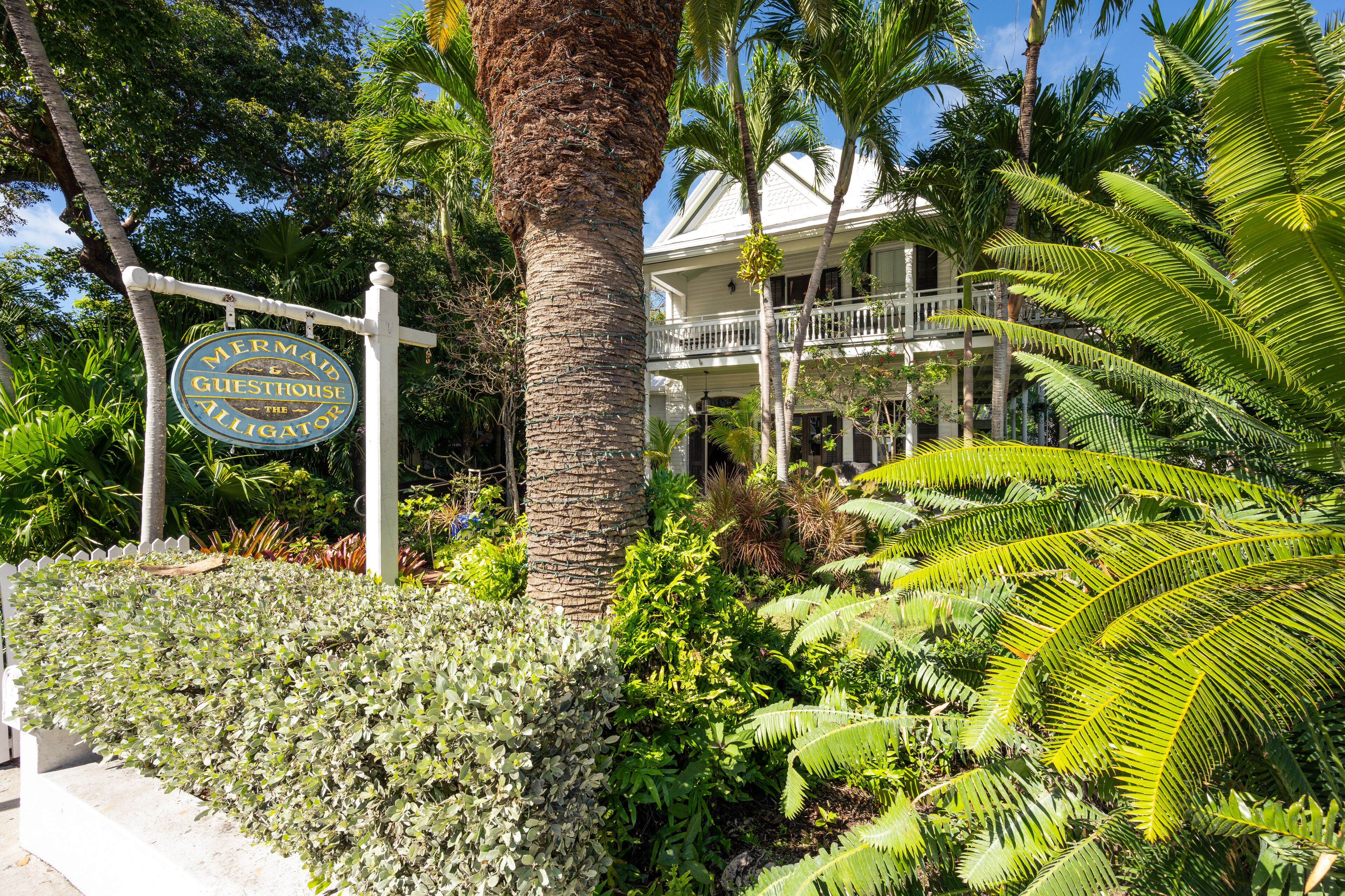 Photo - The Mermaid & The Alligator