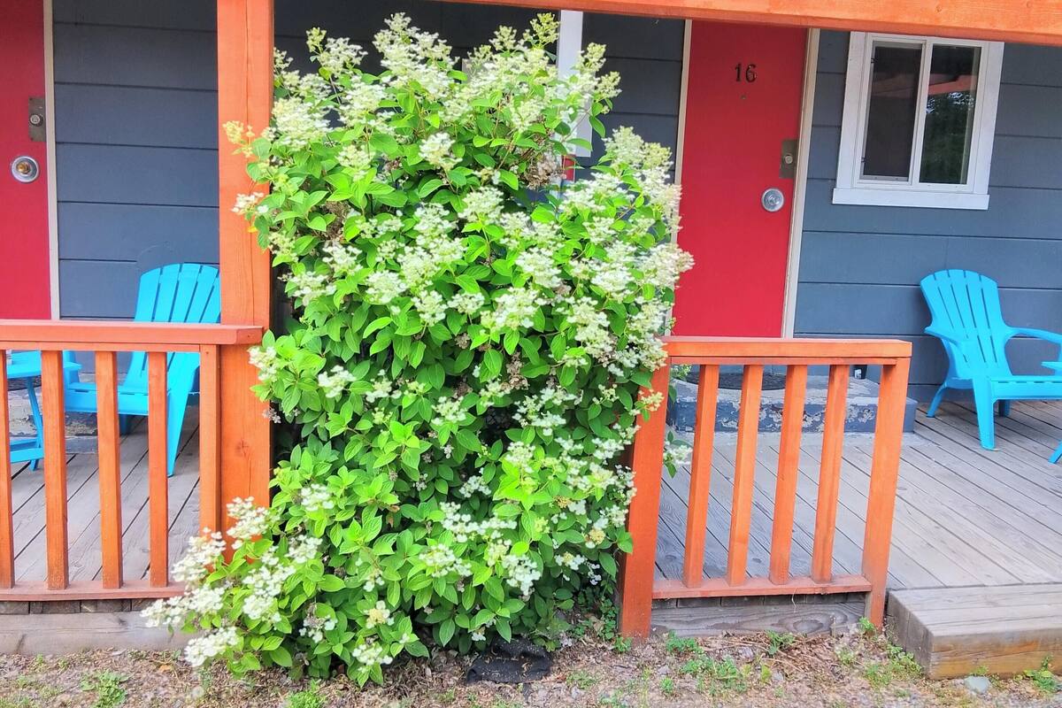 Una terraza de madera con una pérgola, un arbusto con flores blancas y sillas azules.