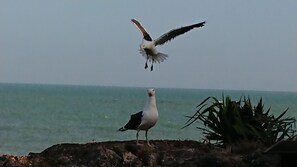 Unclassified image, 3 of 11, button