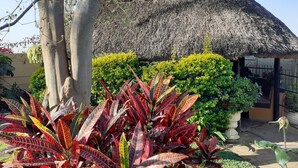 Una construcción con techo de paja y un jardín delantero, que incluye plantas de hojas rojas y arbustos verdes.