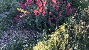 Een tuin met diverse planten en bloemen, waaronder roze en paarse bloemen, en een grasveld op de achtergrond.