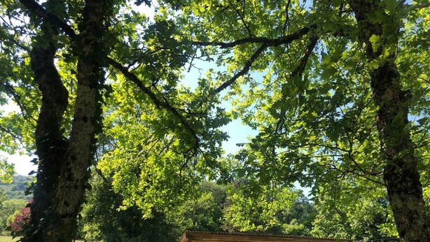 A wooden cabin with green shutters, surrounded by lush greenery and trees. - Atypical chalet, calm nature and river (Hautecourt-Romanèche)
