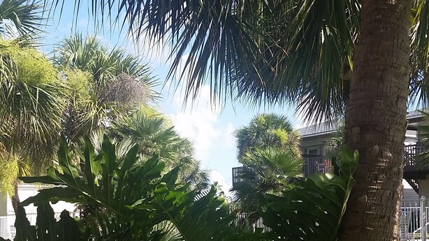 A lush garden with various tropical plants and a palm tree.