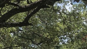 A backyard with a swimming pool, a large tree, and a wooden fence. - CYC Lounge with Guest House (San Antonio)