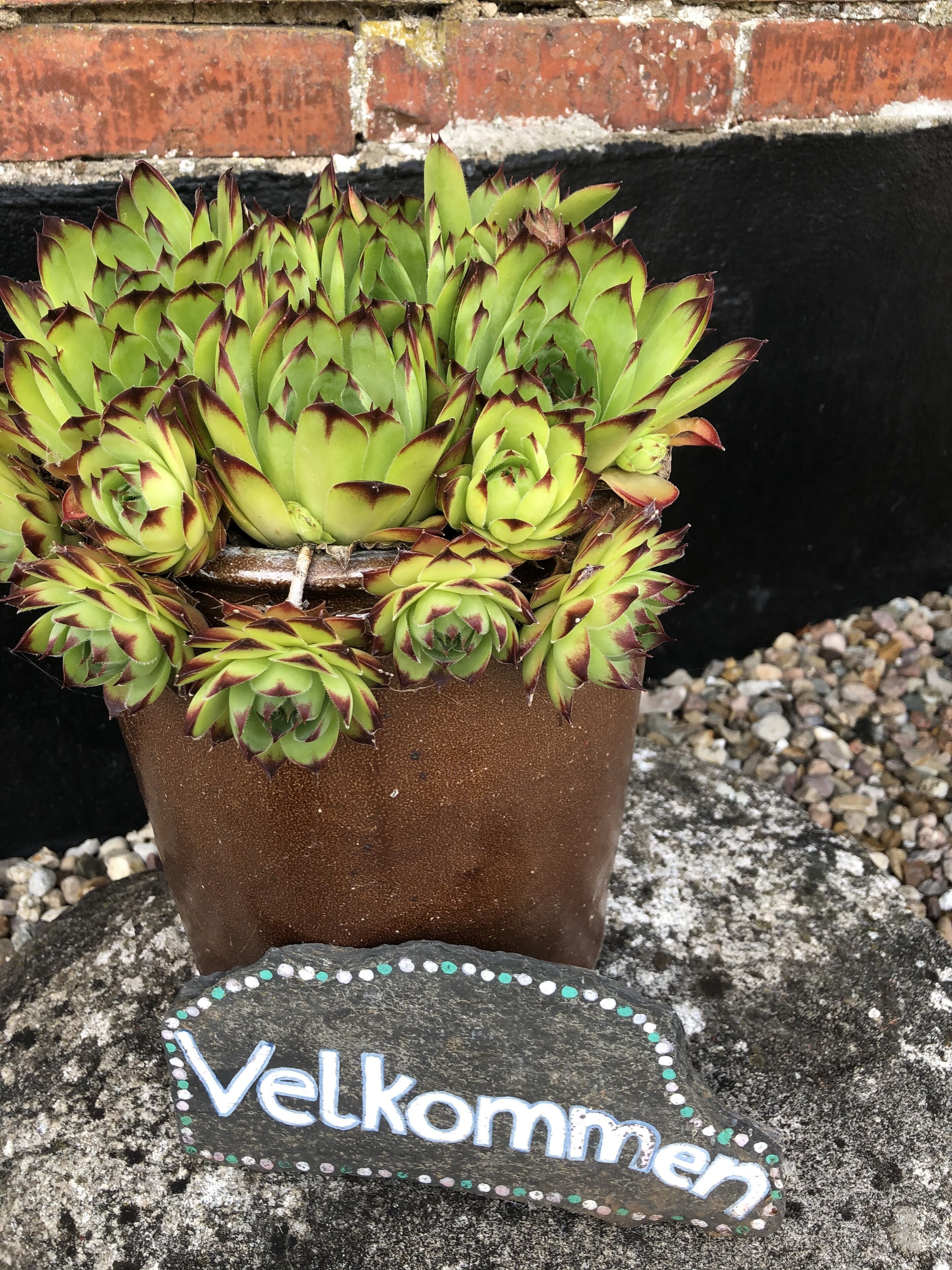 A potted succulent plant with a 'Welcome' sign in front of a brick wall.