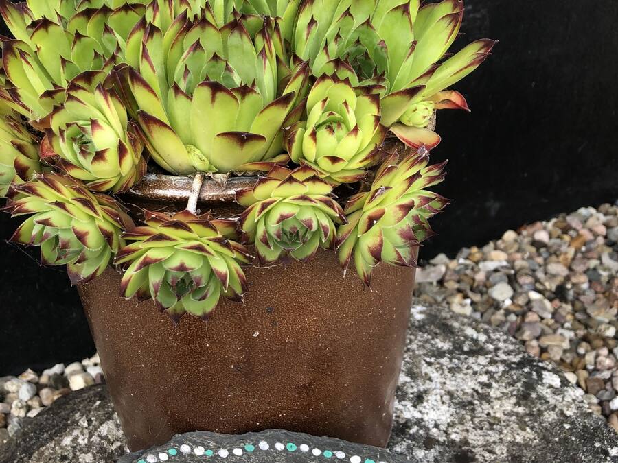 A potted succulent plant with a 'Welcome' sign in front of a brick wall.