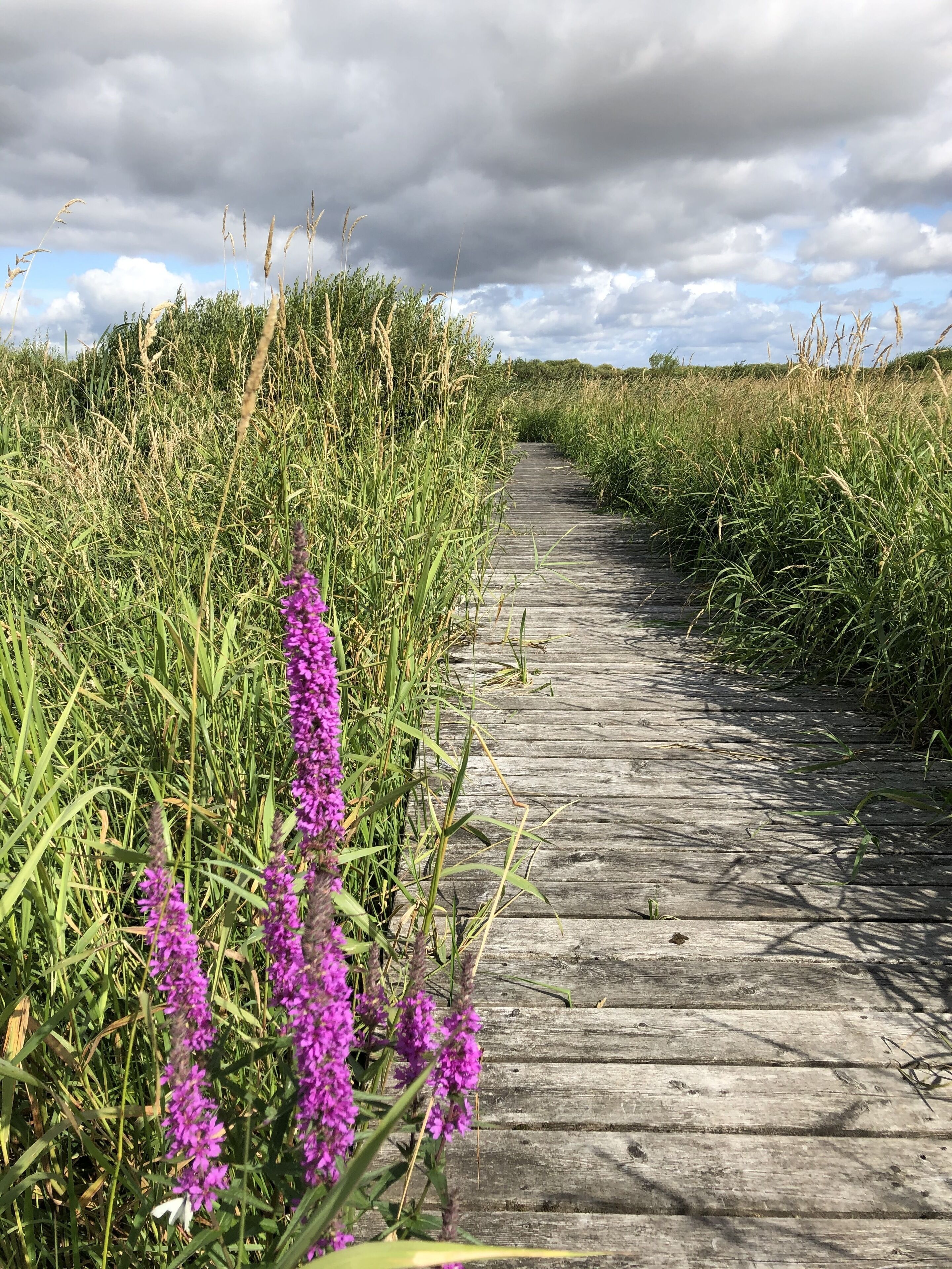 A wooden boardwalk through a grassy area with purple flowers.