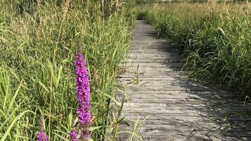 A wooden boardwalk through a grassy area with purple flowers.
