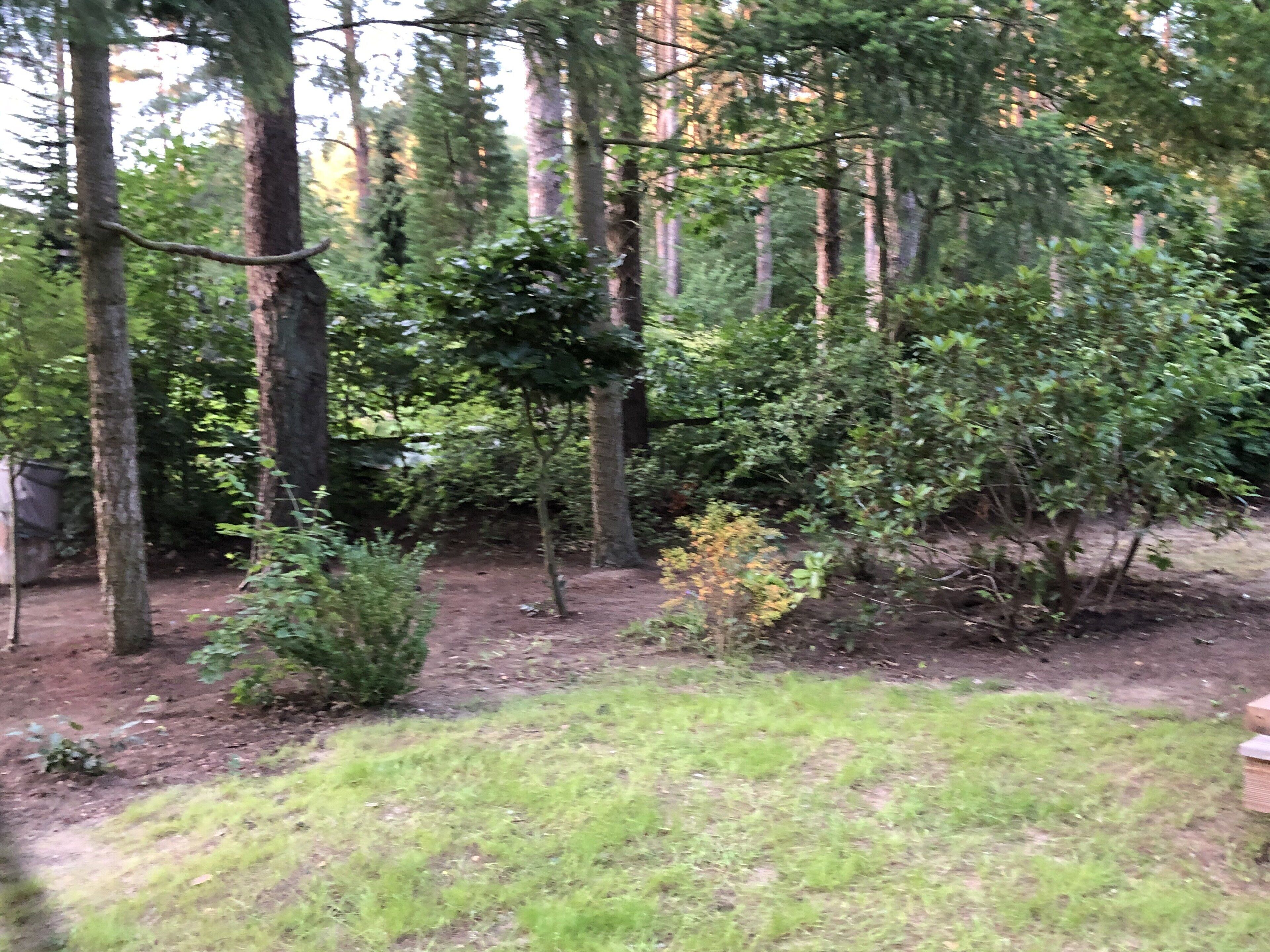 A forested area with tall trees and a grassy clearing.