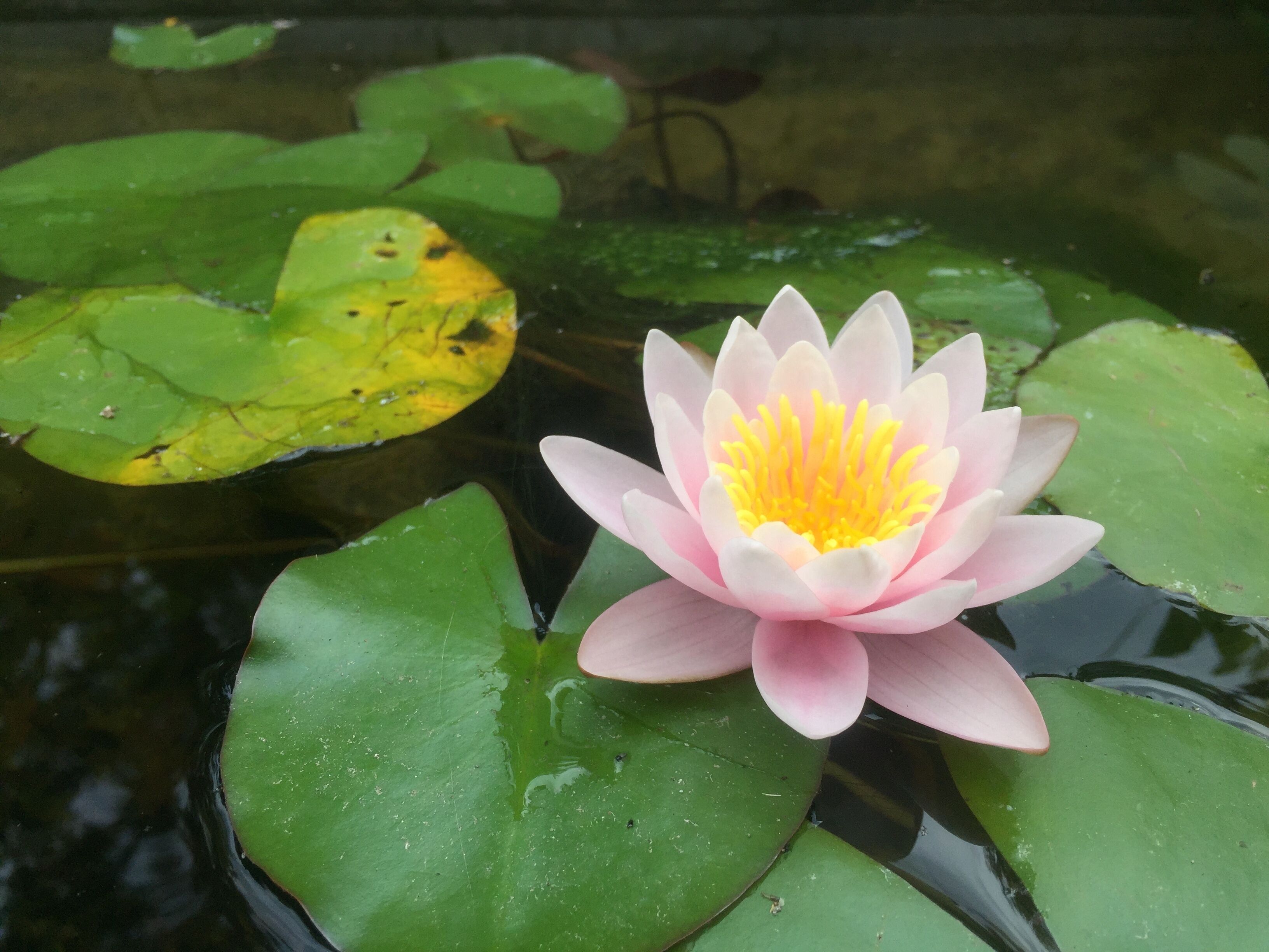 Foto - Arthaus Beirut