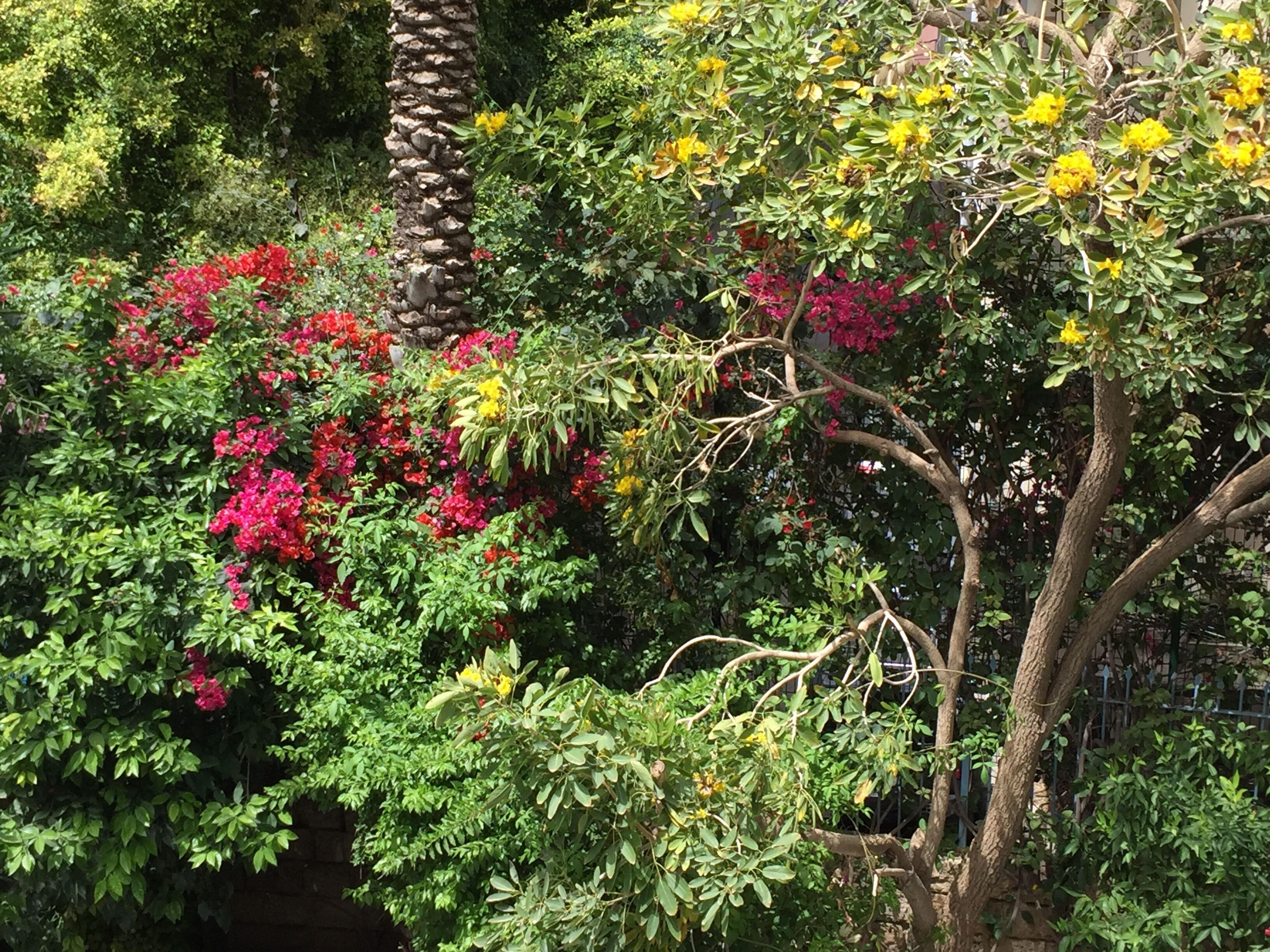 Un exuberante jardín con diversas plantas florecientes y árboles.