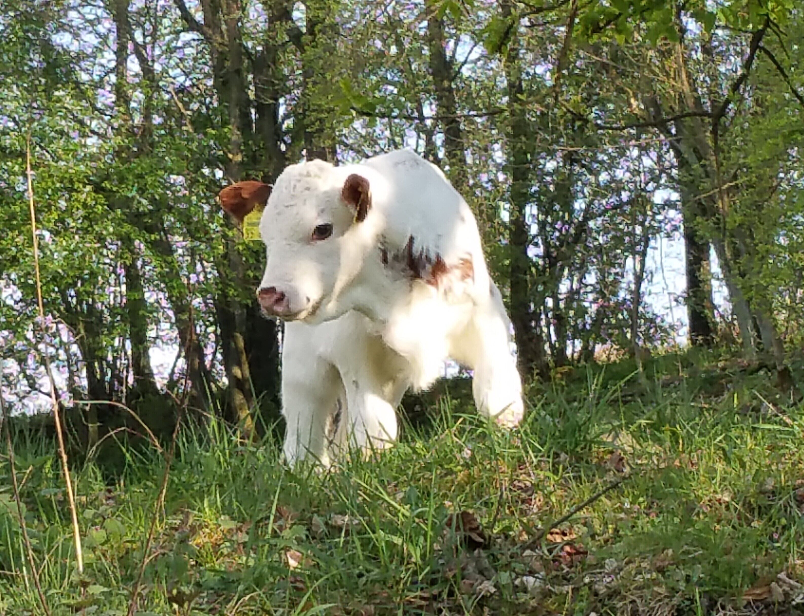 Een wit kalf met bruine vlekken in een grasrijk gebied, met bomen op de achtergrond.