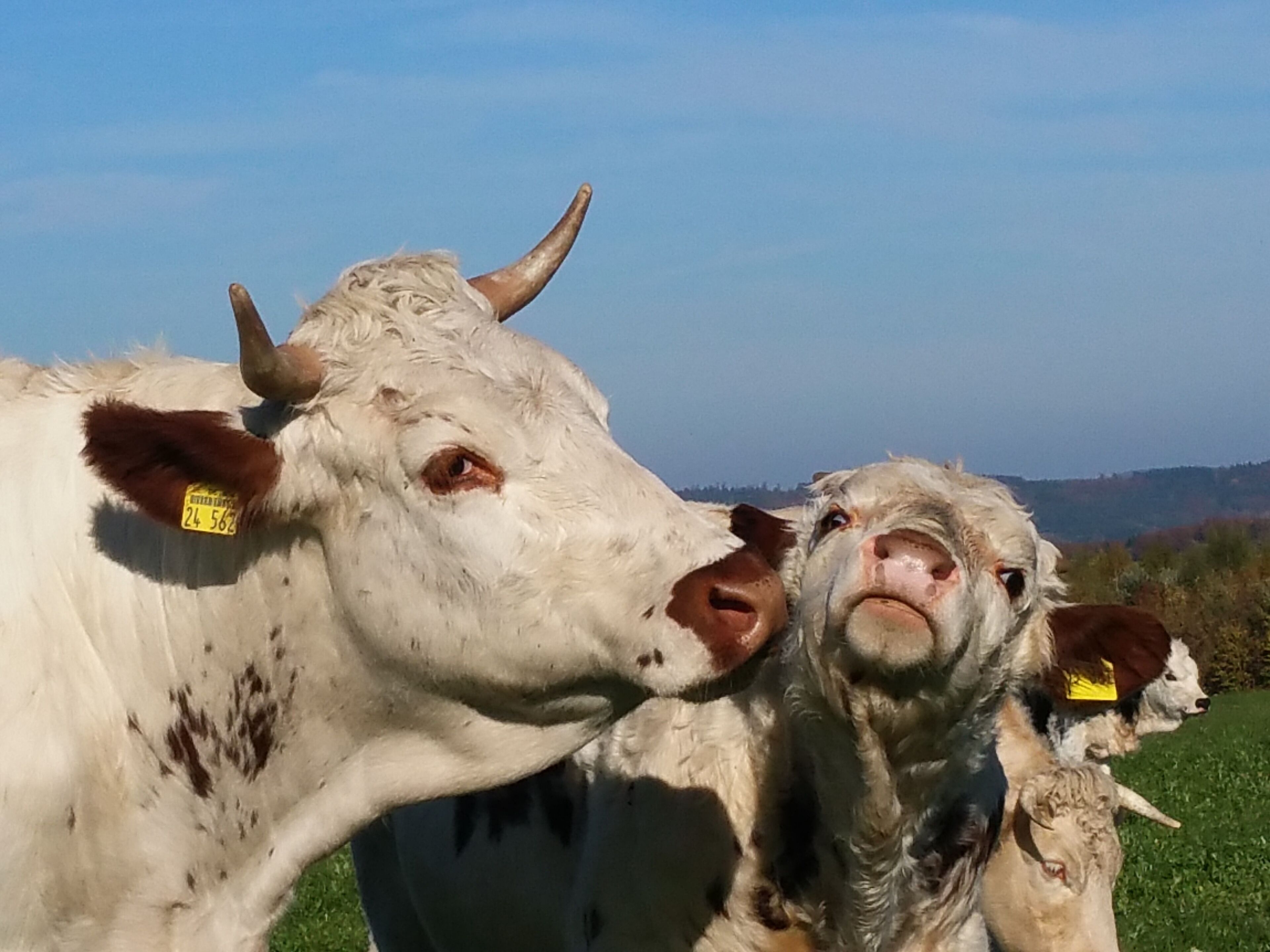 Two cows in a grassy field with a clear sky.