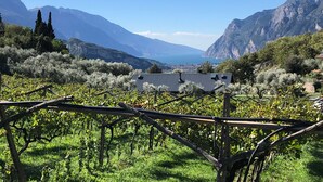 A vineyard with rows of grapevines and a rustic building in the foreground. - A tranquil paradise overlooking the lake (Arco)