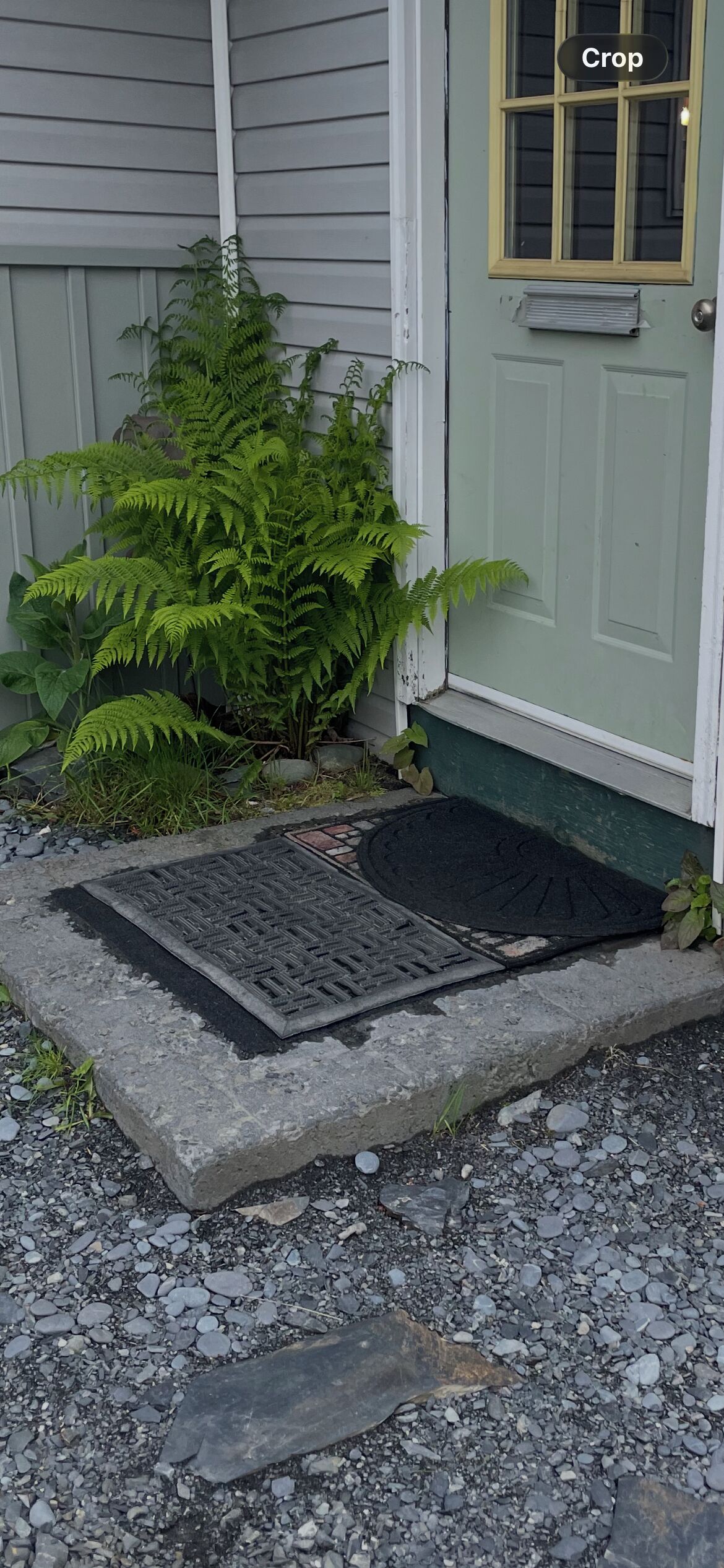A house with a green door, a window with yellow trim, and a small garden with ferns.