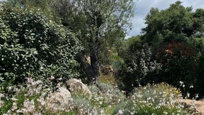 Een aangelegde tuin met diverse planten en een grote boom.