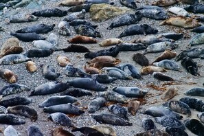 A beach with numerous seals resting on the pebbly shore. - Cottage Sleeps 2- Parking, Wood Fire, Garden, Pets (Helston)