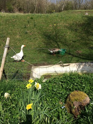 Property grounds - Penny Post Cottage - charming character cottage on the edge of the Lake District (Carnforth)