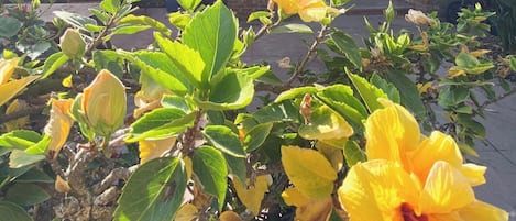 Detalle exterior