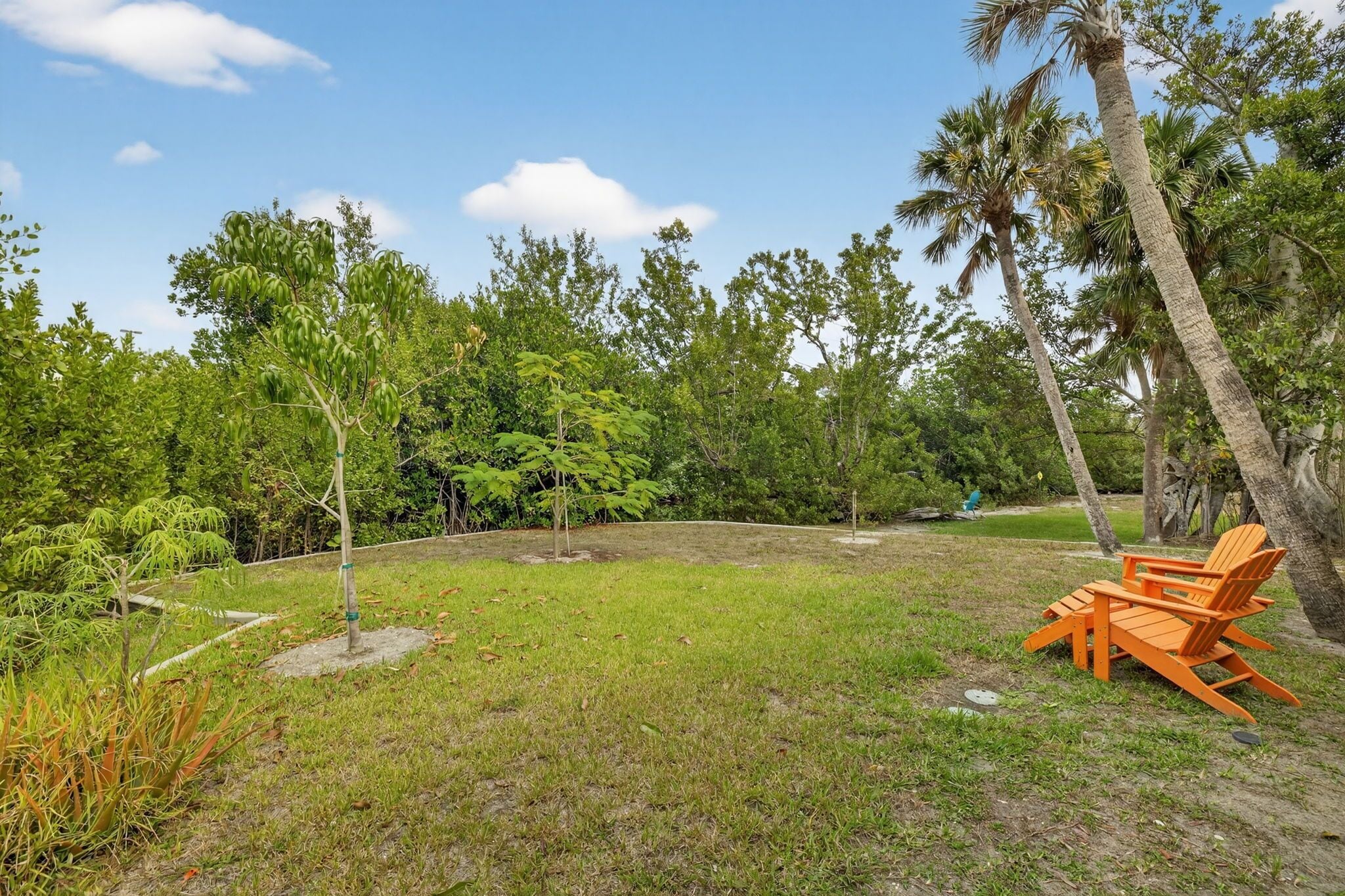 A grassy outdoor area with a wooden chair and a small tree.