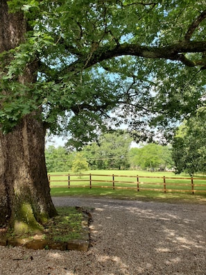 Escape to a serene natural oasis with a tranquil atmosphere, perfect for relaxation or outdoor activities.
