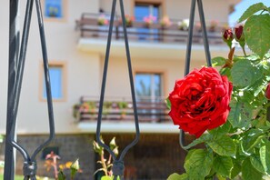 A red rose in a hanging planter with a building in the background.