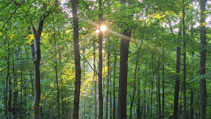 A forest with a picnic table and a campfire. -  Hocking Hills,Cozy Secluded Cabin,Minutes to Caves/WiFi/Pet Friendly! (McArthur)