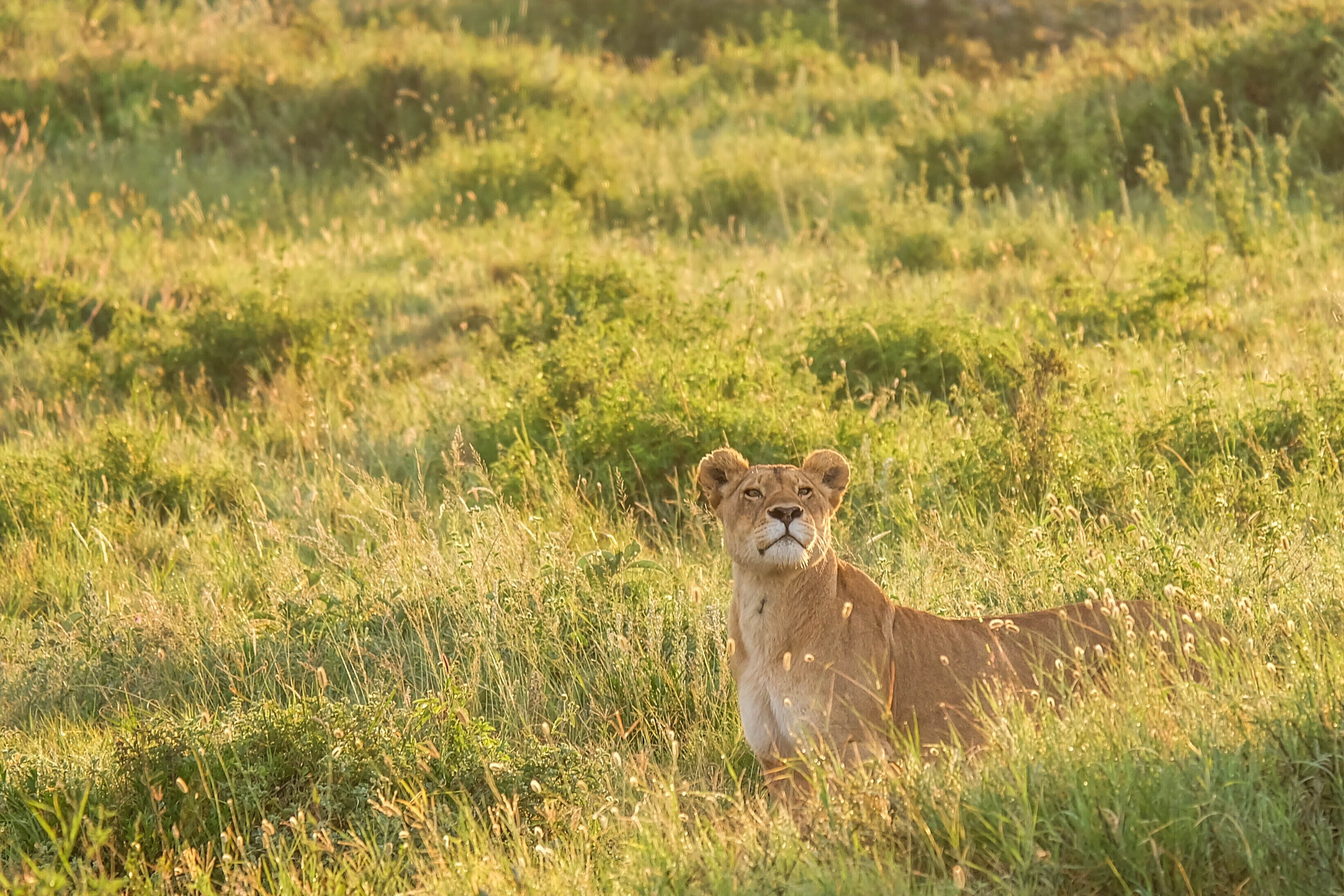 Un león en un campo de hierba.