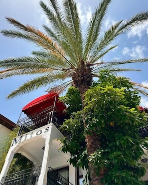 A building with a sign reading 'Mitos' and a palm tree in front. - Mitos Apartments (İçmeler)