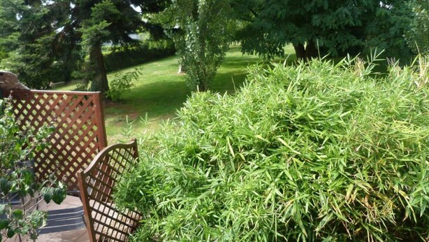 Um jardim com um banco de madeira e uma sebe verde densa.