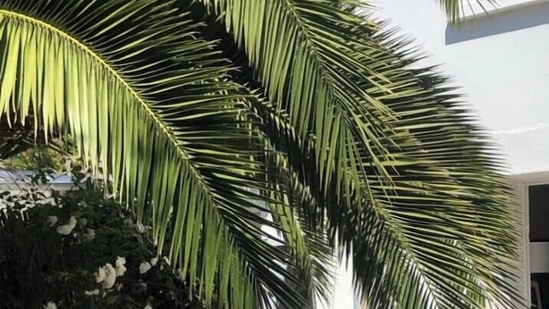 A sunlit outdoor seating area with a modern lounge chair and a table, surrounded by lush greenery and a palm tree.