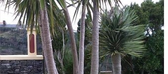 Garden View Studio