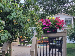 Terassi/patio
