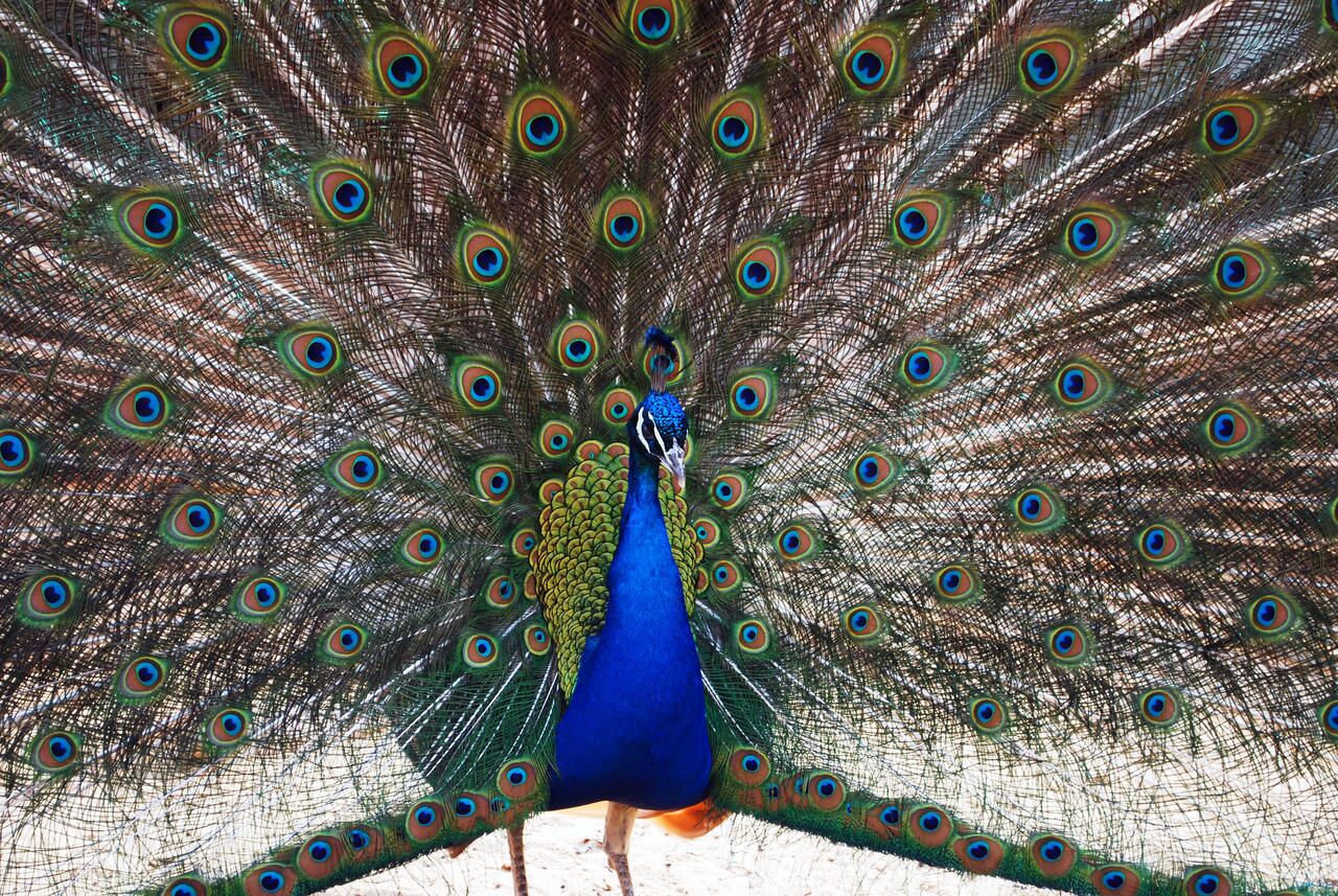 A peacock with its tail feathers fully fanned out.