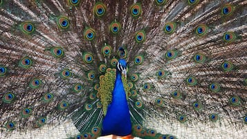 A peacock with its tail feathers fully fanned out.