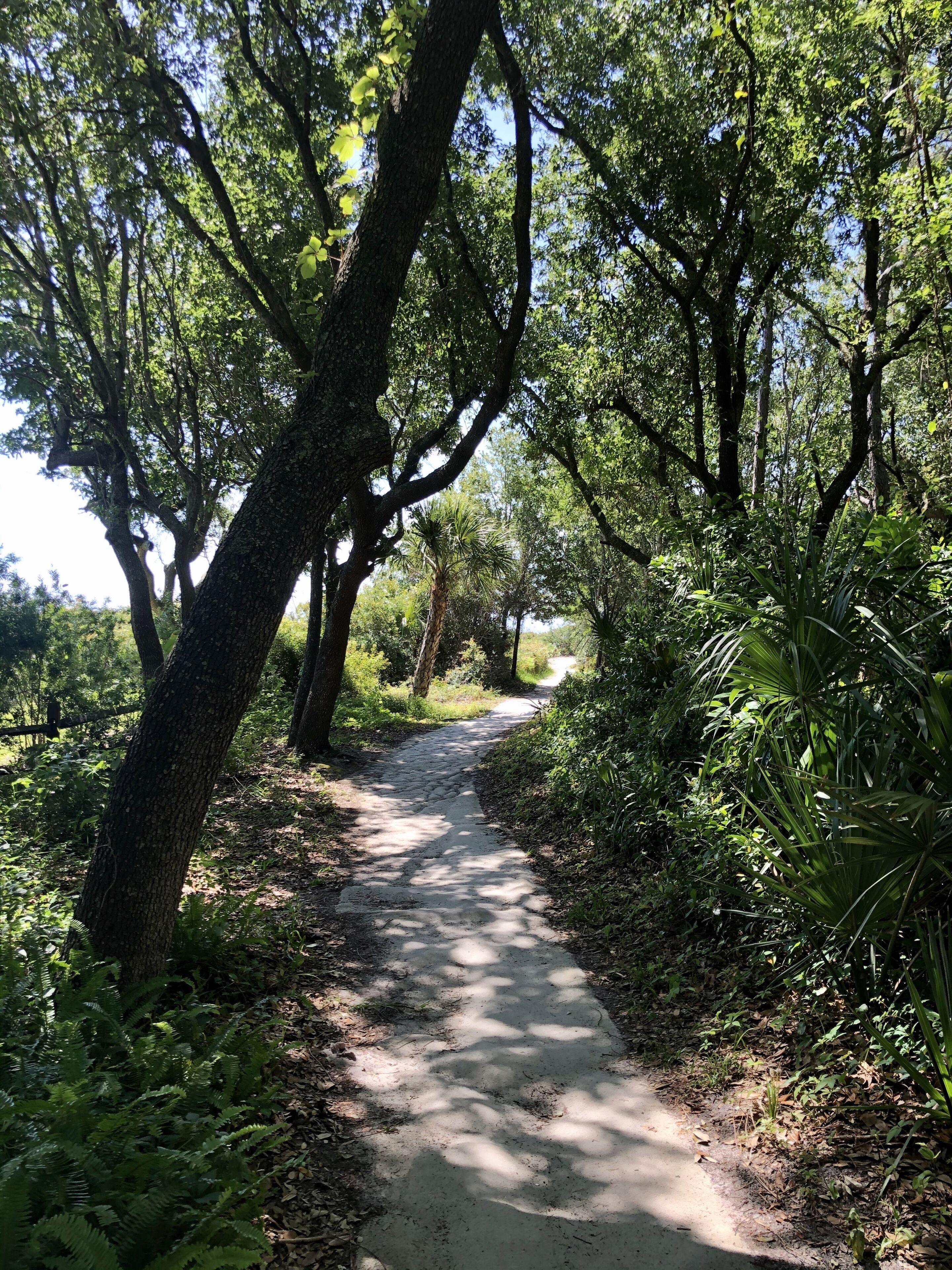 Un sentier étroit et non pavé, bordé d’une végétation dense et d’arbres.