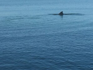 Plage, chaises longues, serviettes de plage