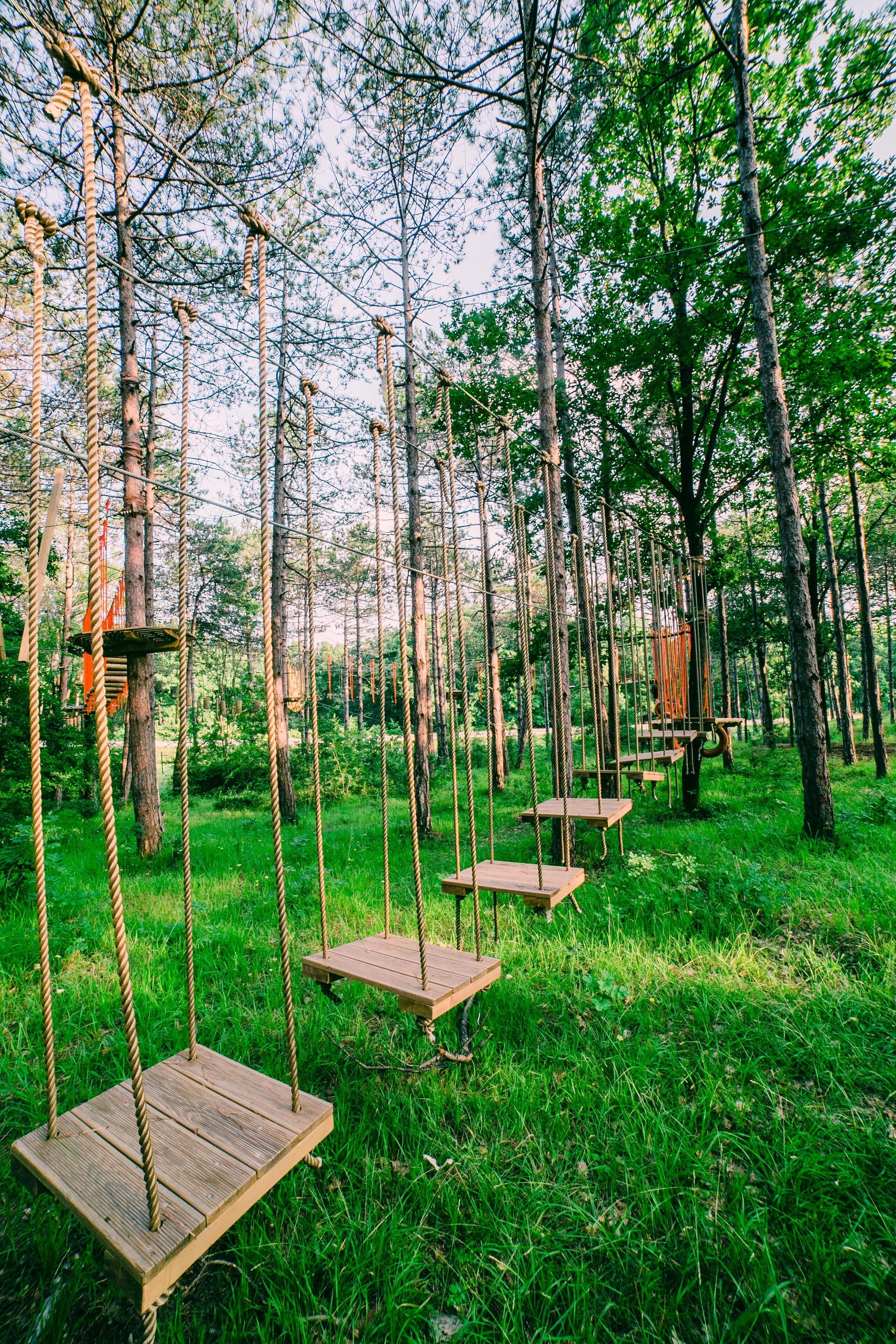 A forest with wooden swings suspended from ropes.