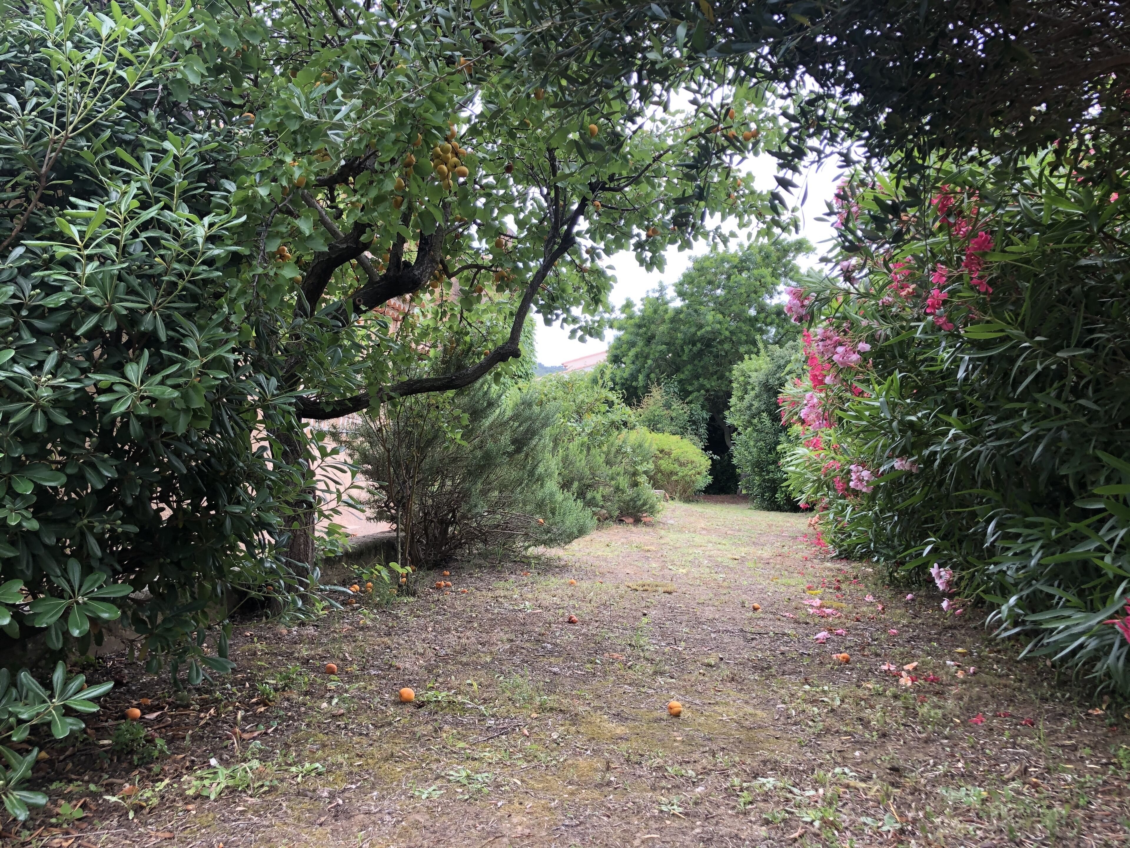 Ein Gartenweg, umgeben von üppigem Grün und blühenden Pflanzen.