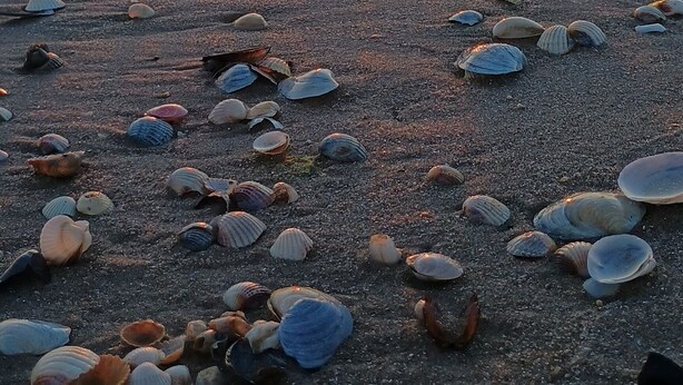 A beach with scattered seashells and a sunset in the background. - Apartment "Küstenperle"; top floor apartment with large terrace (Świnoujście)