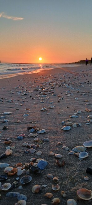A beach with scattered seashells and a sunset in the background.