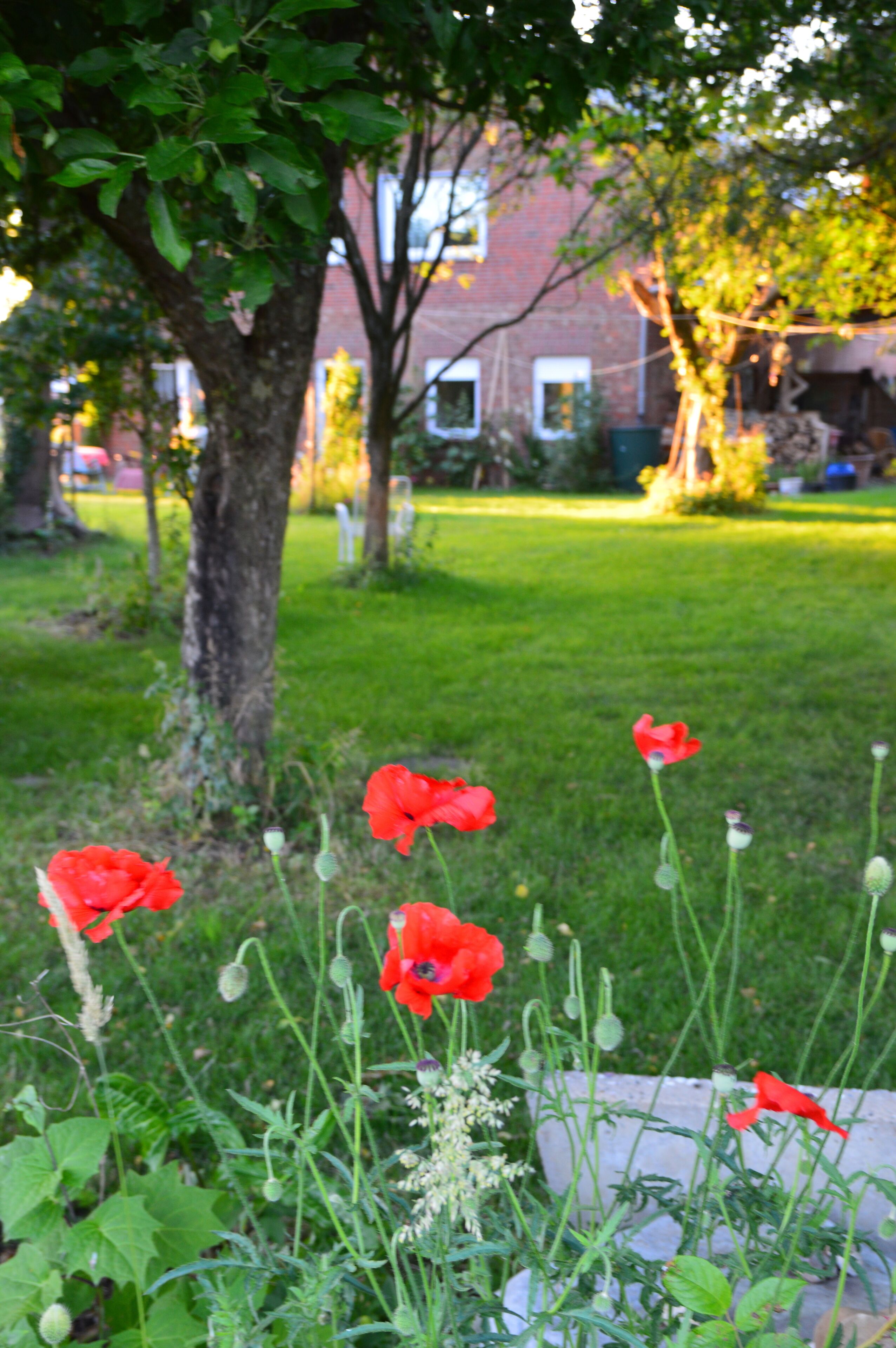 Un giardino con fiori rossi e un albero.