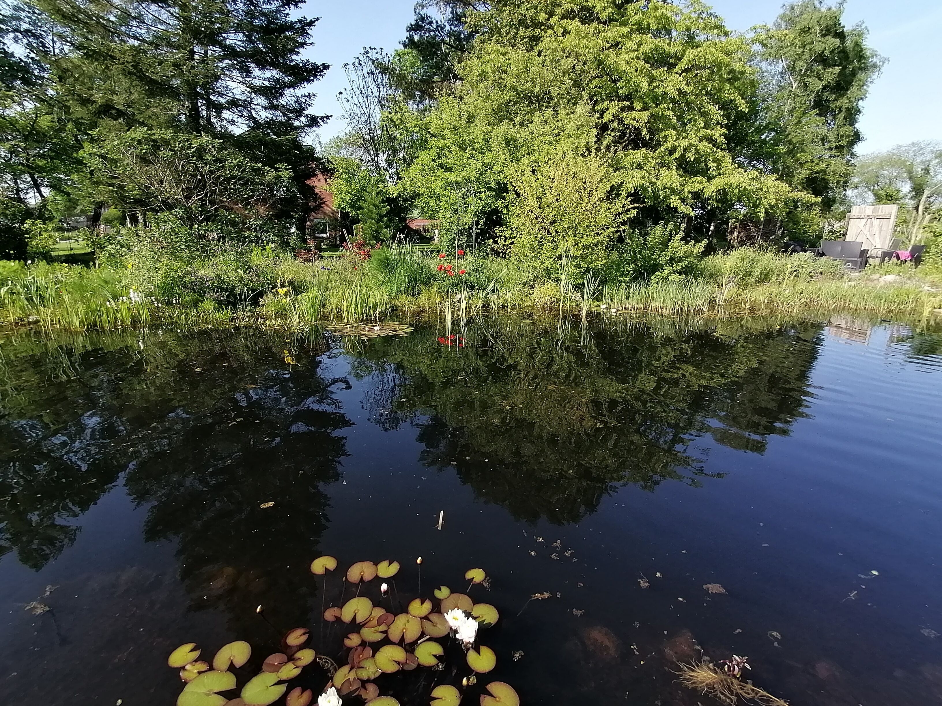 Ein ruhiger Teich mit Seerosen, umgeben von üppigem Grün und Bäumen.