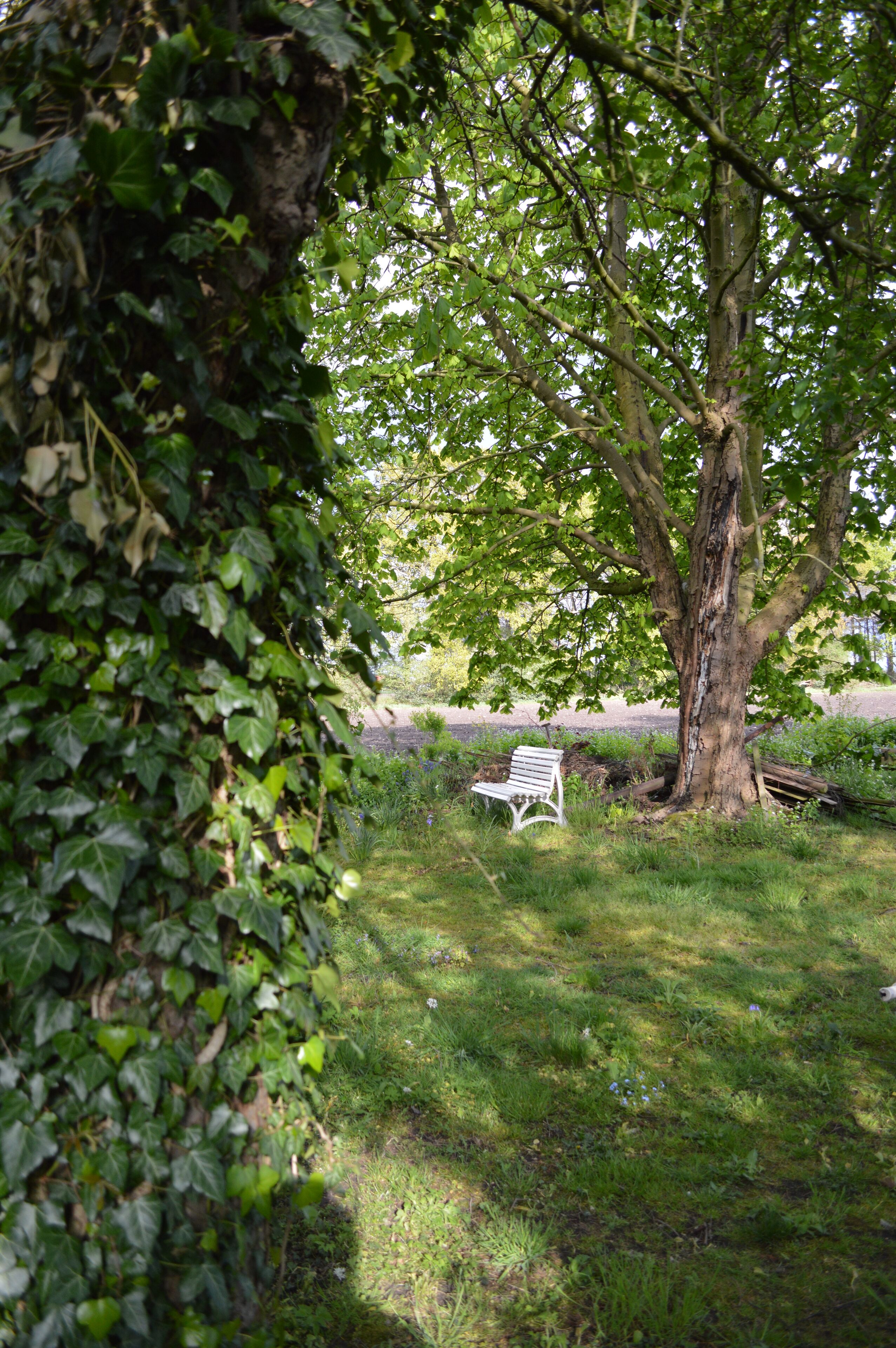 A bench under a tree in a grassy area.