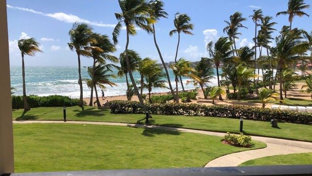 A view of a beach with palm trees and a grassy area with a pathway.