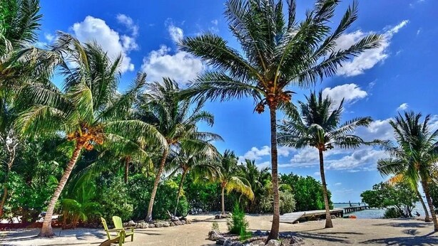Zona de playa con palmeras, un sendero de hormigón y una silla.