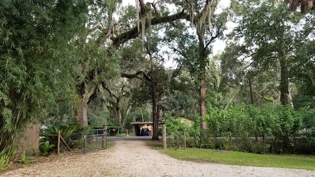 A gravel path leading to a rustic building surrounded by dense trees and greenery. - Stilt home close to MacRaes, city dock, Wild Life Park. (Homosassa)