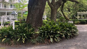A large tree with a well-maintained garden area in front. - Winter Discounts/ We love pets and they love our amenities (Summerville)