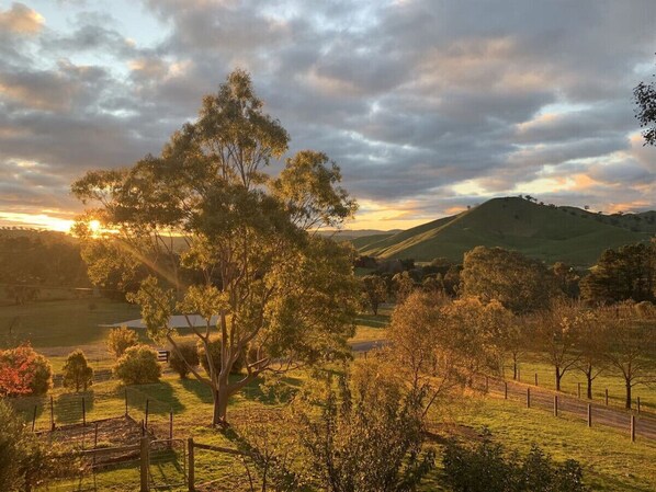 A rural landscape with a prominent tree, rolling hills, and a fence.